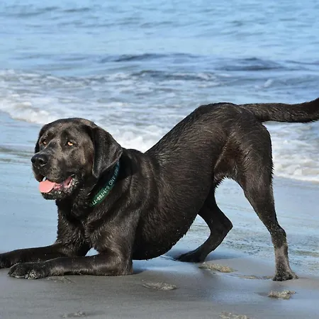 Pfötchenparadies Ii Apartment