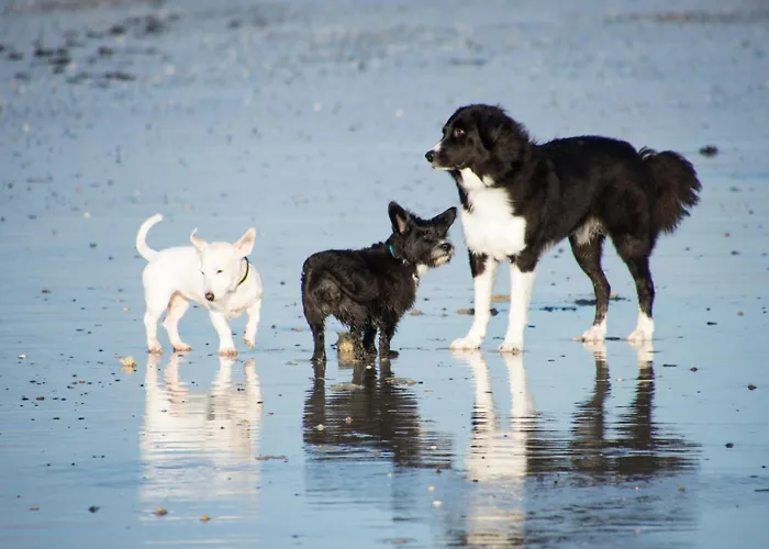 Pfoetchenparadies Ii *